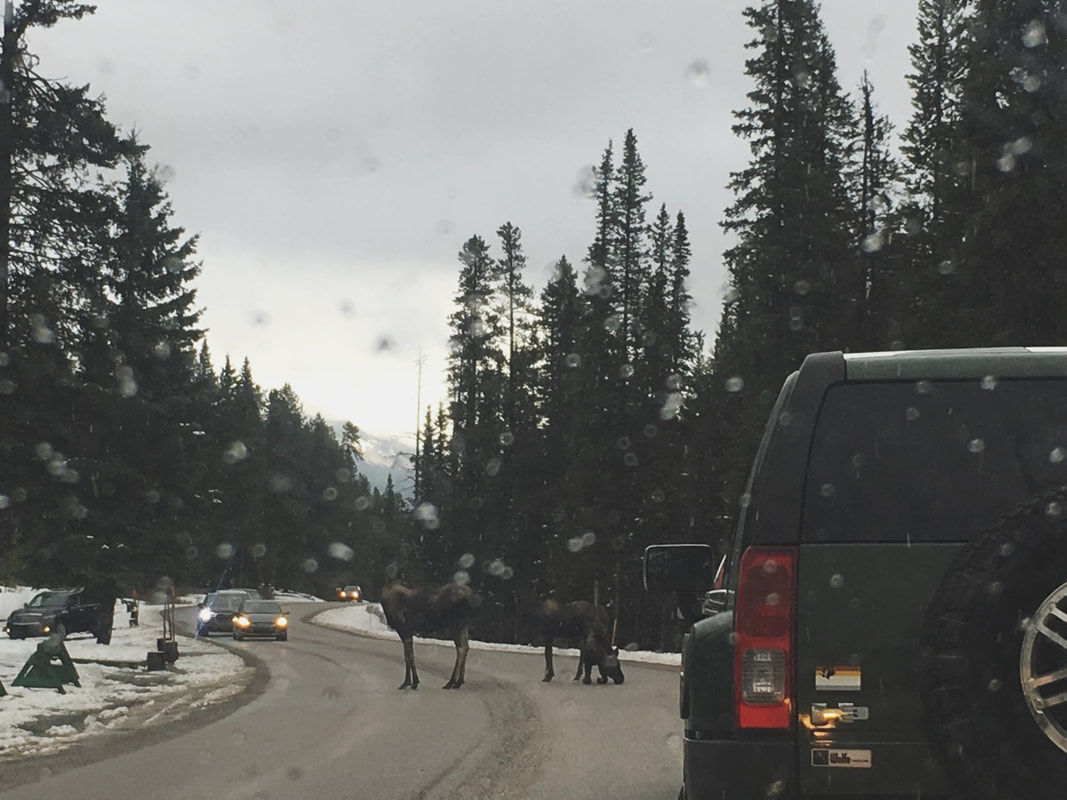 Sustainable Travel: Wildlife Watching in Banff National Park, Moose