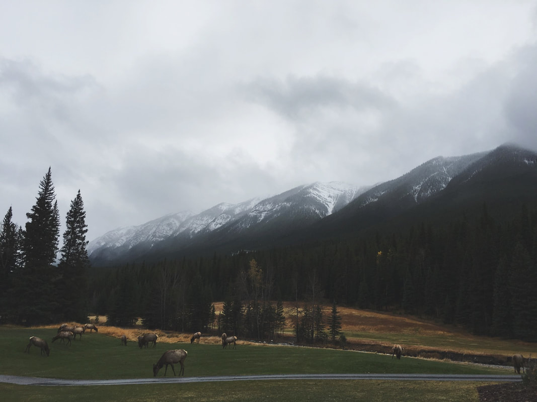 Sustainable Travel: Wildlife Watching in Banff National Park, Elk 